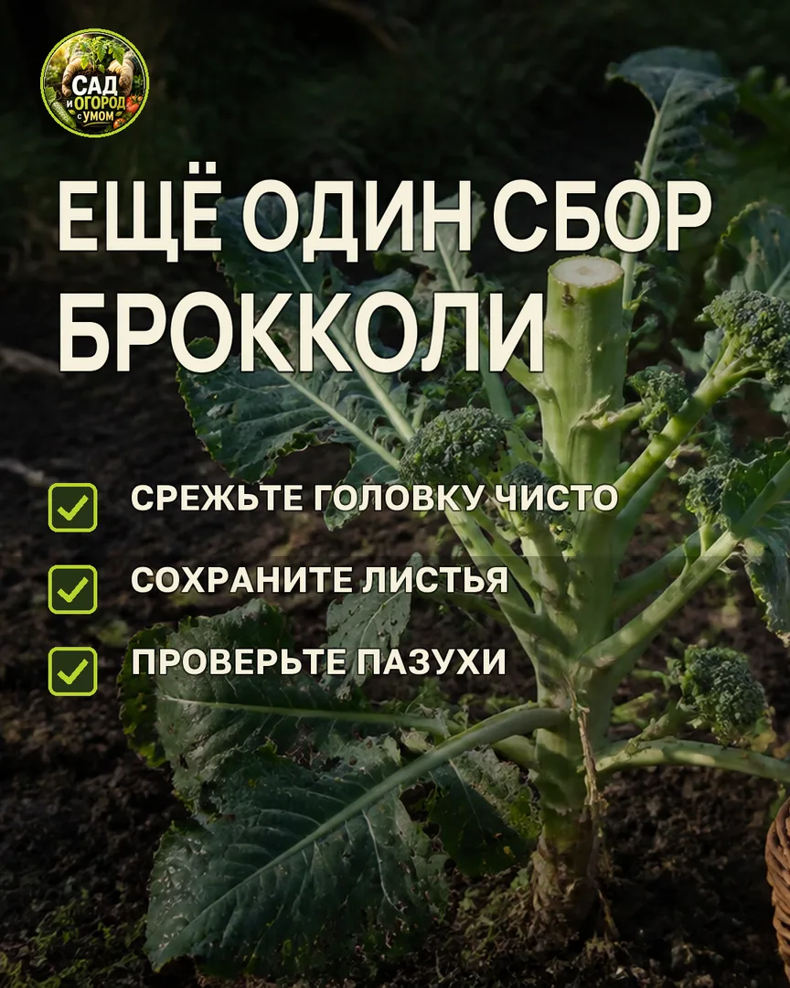 Краткая памятка к статье