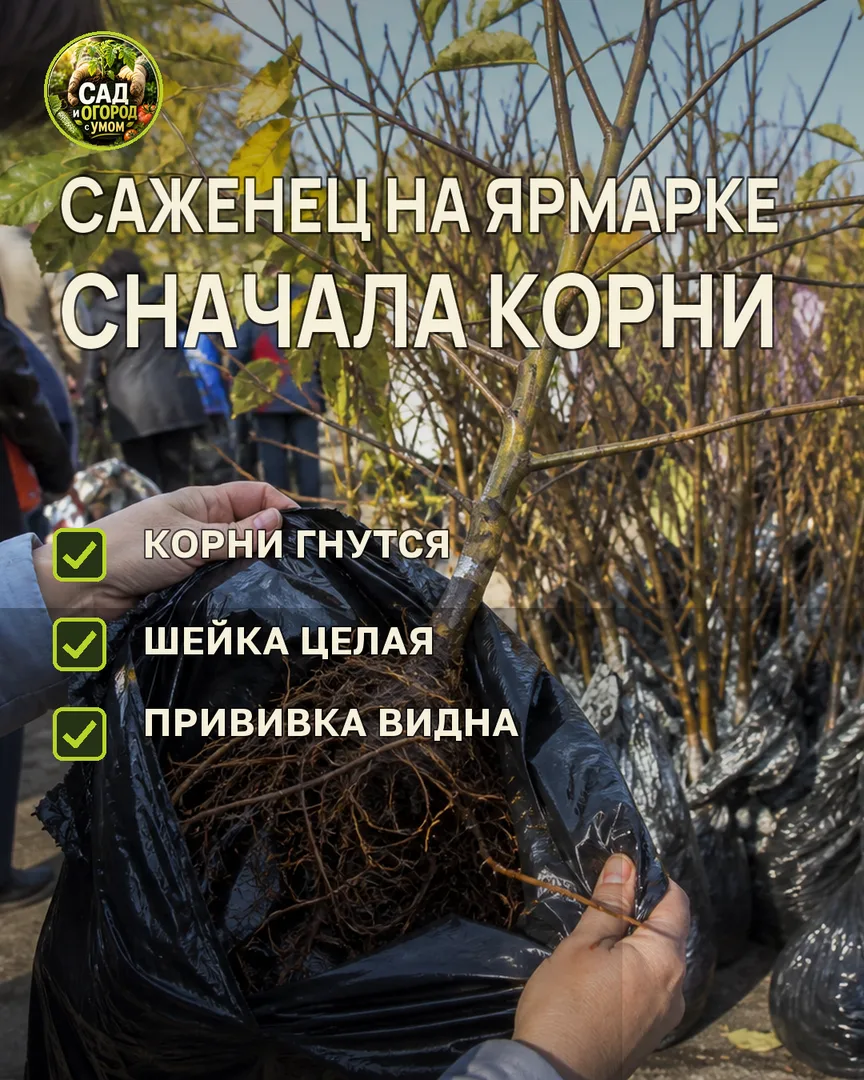 Краткая памятка к статье